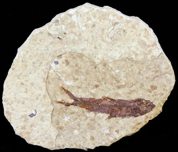 Knightia Fossil Fish - Wyoming #60871
